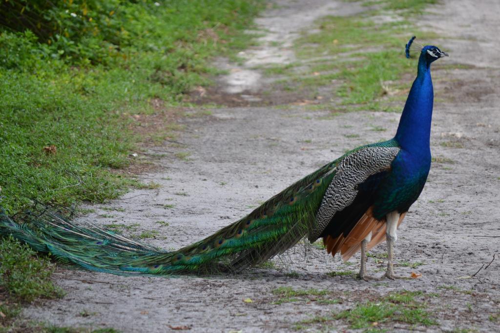 Sigiriya Peacock Homestay Dış mekan fotoğraf