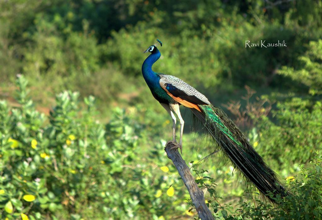 Sigiriya Peacock Homestay Dış mekan fotoğraf