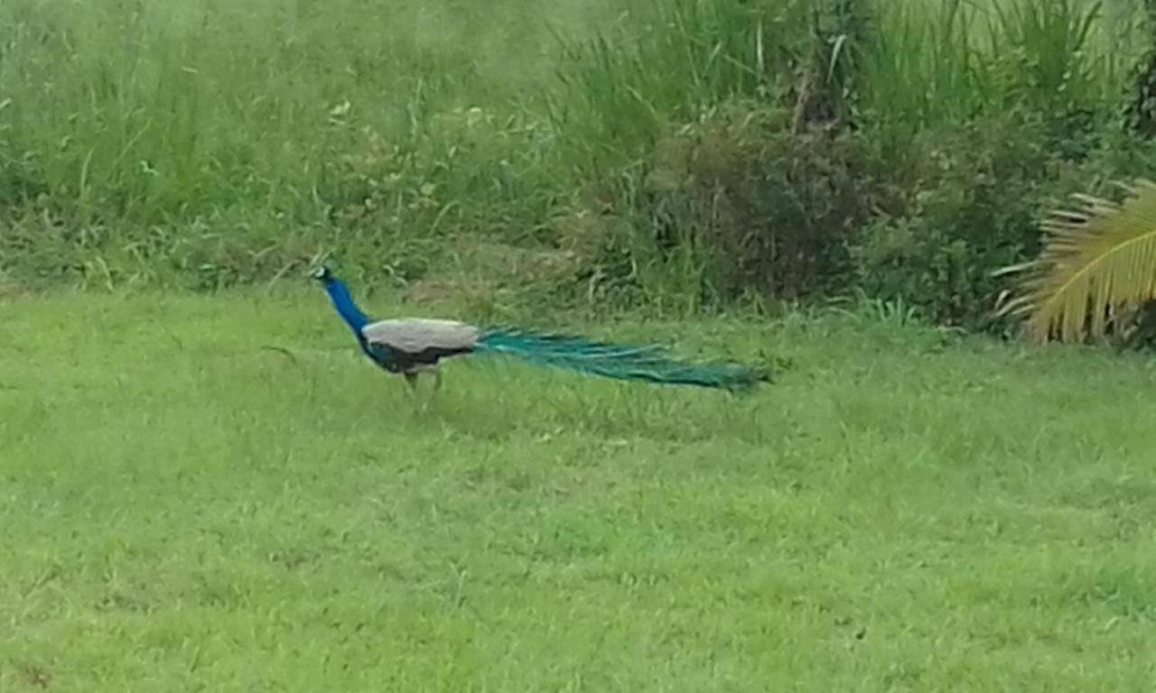 Sigiriya Peacock Homestay Dış mekan fotoğraf